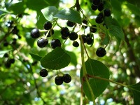 maqui berry