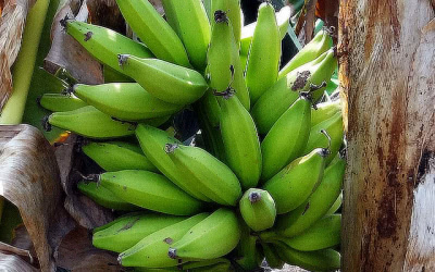 Co jsou banány Plantain? Co s nimi připravit?