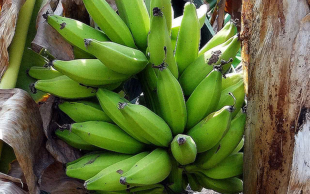 banány Plantain